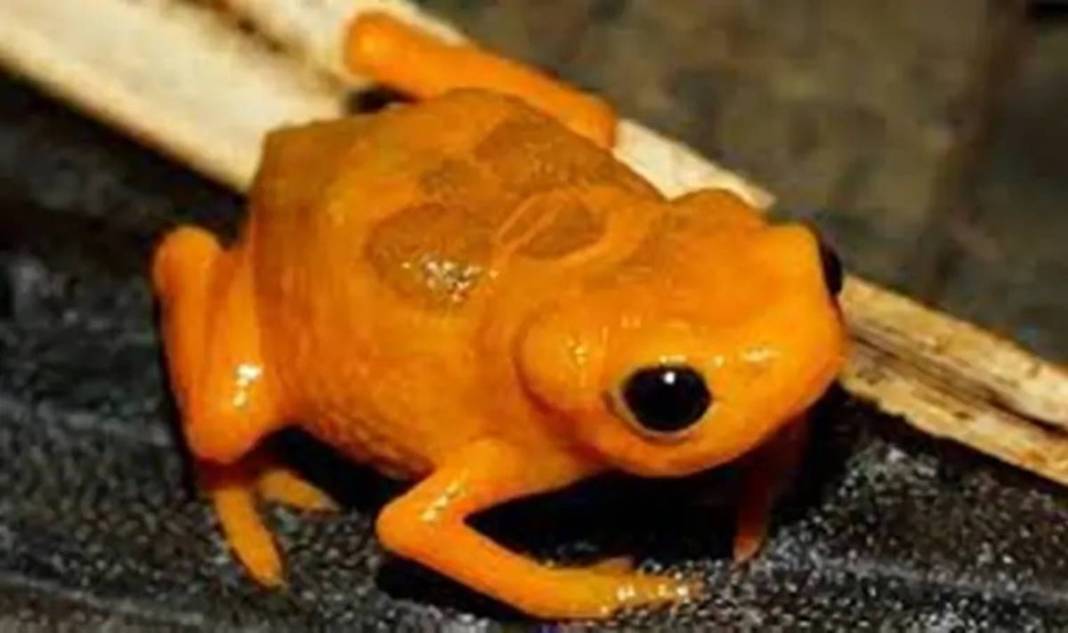 Dünyanın en küçük kurbağası ilan edildi: Görenler şaştı kaldı! Kuyruğu yok ama omurgası var 10